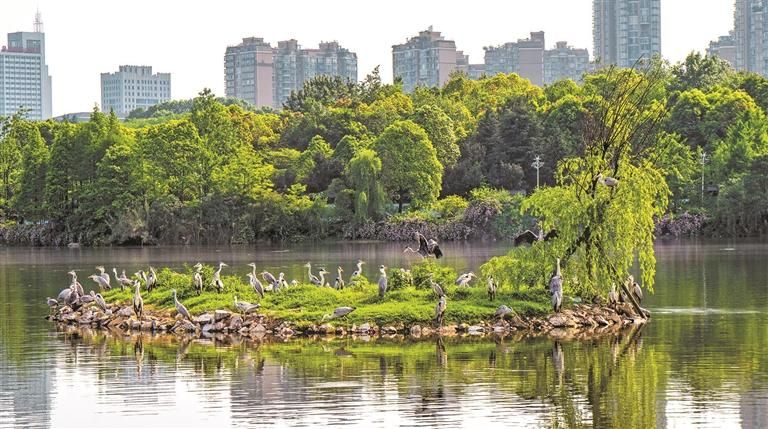 白鷺在觀山湖公園棲息