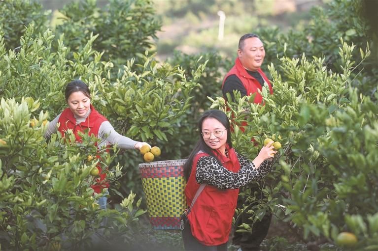 黔南州甕安縣江界河鎮(zhèn)黨員志愿者幫助果農(nóng)采收桔子