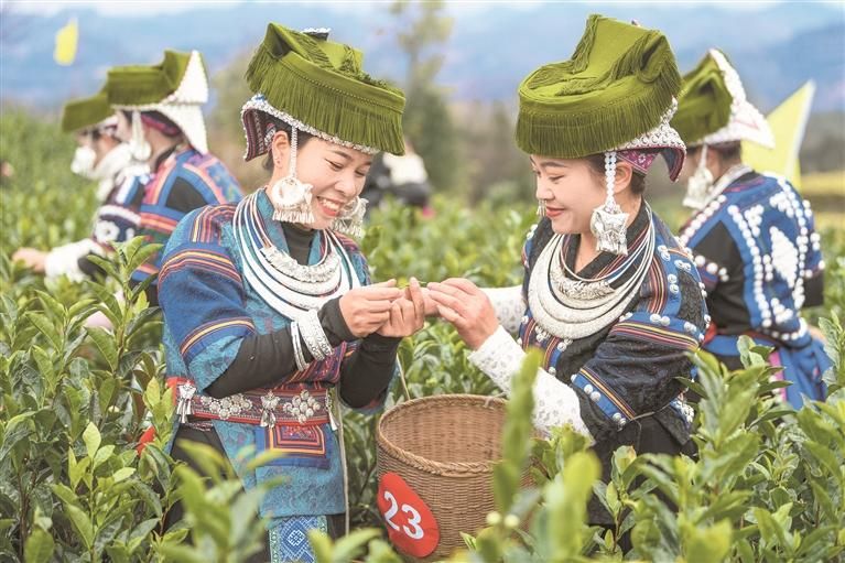 安龍縣灑雨鎮(zhèn)場壩居委會納樹田茶葉種植基地舉行