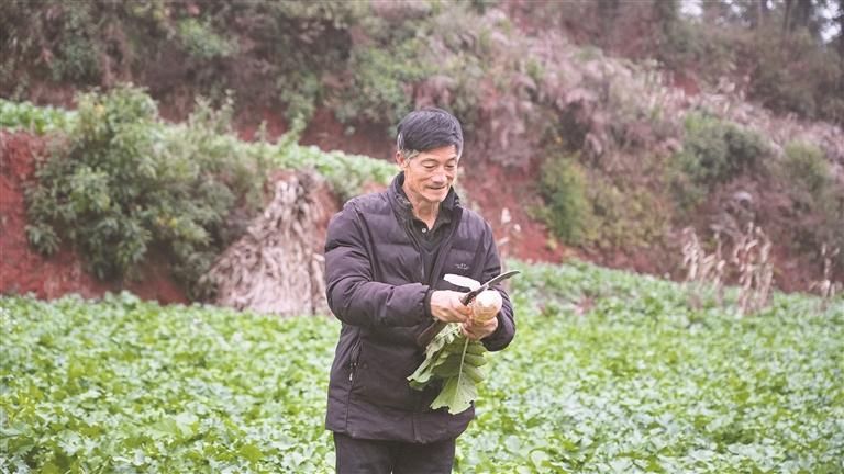 張盛華給西隴蘿卜削皮查看長勢