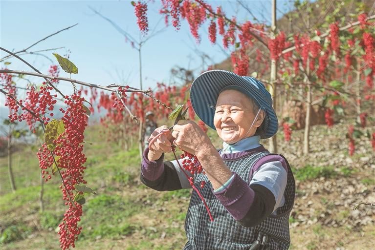 黔南州貴定縣寶山街道山桐子種植基地山桐子喜獲豐收