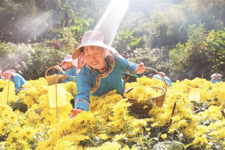 村民們在平敖村金絲皇菊種植基地采摘菊花